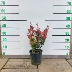 Červienka Fraserova (Photinia × fraseri) ´LITTLE RED ROBIN´ - výška 30-50 cm, kont. C3L